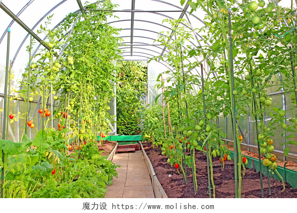 在温室大棚种植蔬菜蔬菜温室所作的透明聚碳酸酯 